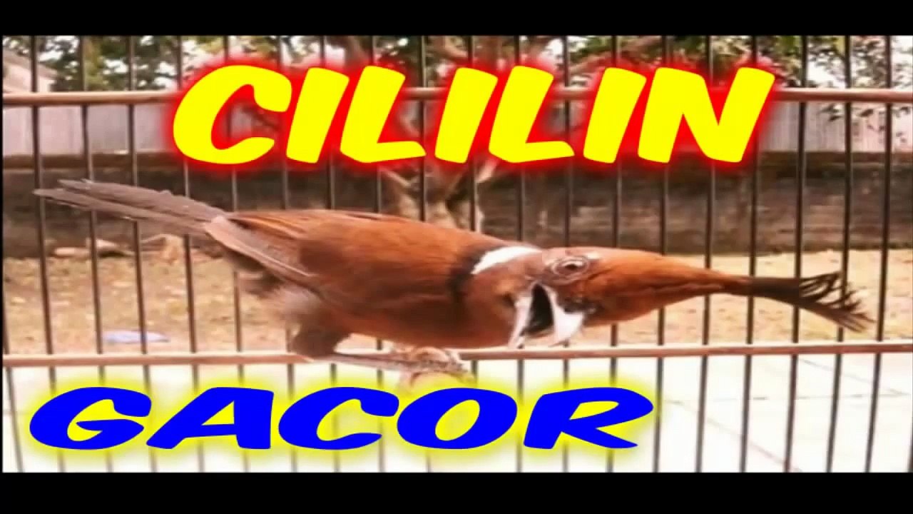 Suara burung Cililin Gacor Mantap Full Isian HD - Masteran Burung Lengkap