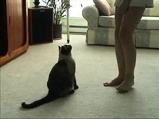 Heli our Siamese cat doing Tricks