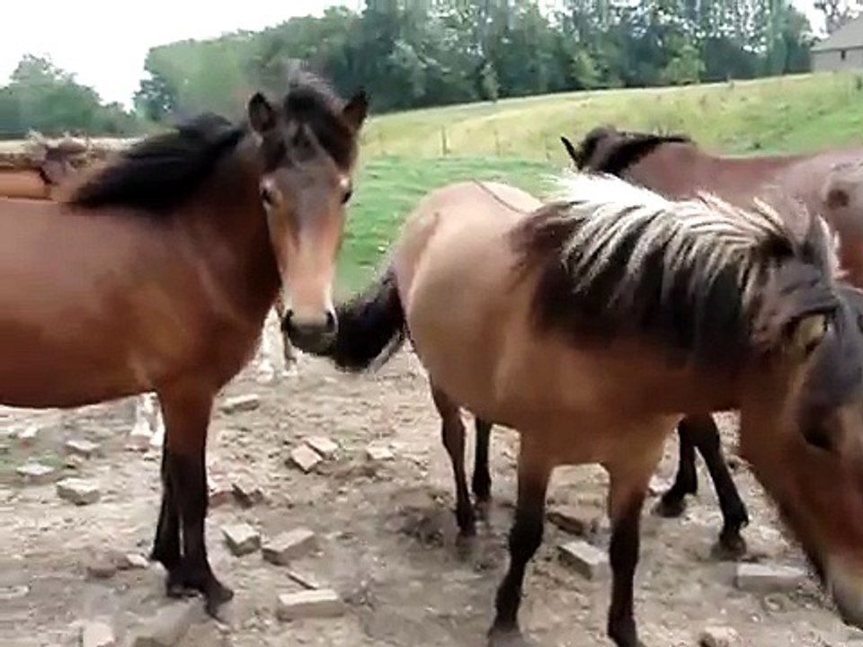 Icelandic Fillies - Attempting the Tolt