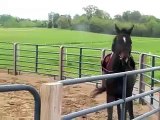Round Pen Bucking & Rearing Horse