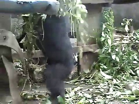 Laatste nieuws over de weesaapjes in Kameroen !