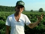 Long-term Rotation from Vegetable Farmers and their Innovative Cover Cropping Techniques