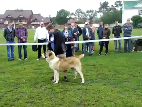 сравнение на ВОВ -Вит Бир Ен Жаксы, Джафар Кара Юлдуз и Дакота Старый Салтов