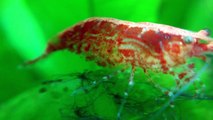 pregnant red cherry shrimp