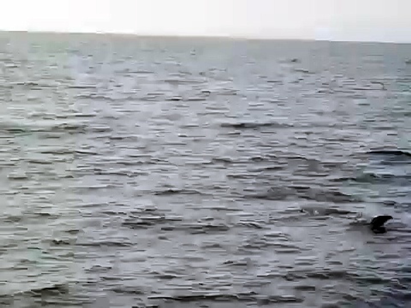 ⁣Dolphins in Banderas Bay, Mexico