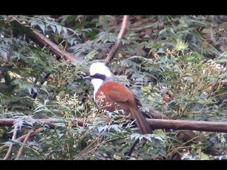 นกกะรางหัวหงอก White-crested Laughingthrush : 20140127