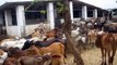 Rescued cows at Asha Kiran Gaushala, Murbad