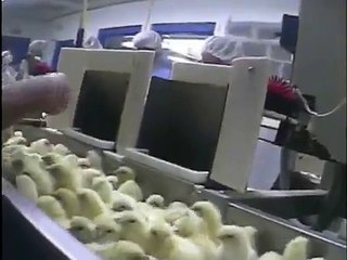 Máquina de Moer Pintinhos (cenas fortes)