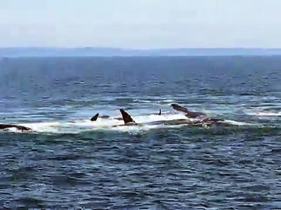 Right Whale Surface Active Group