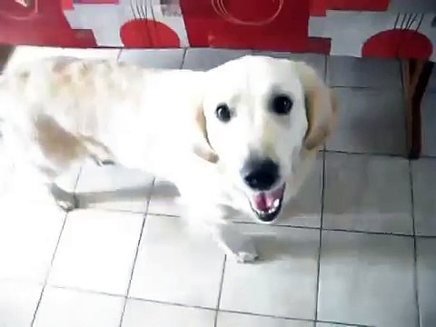 Chiens aboient !! Concert d'aboiement !!! (par Karen)