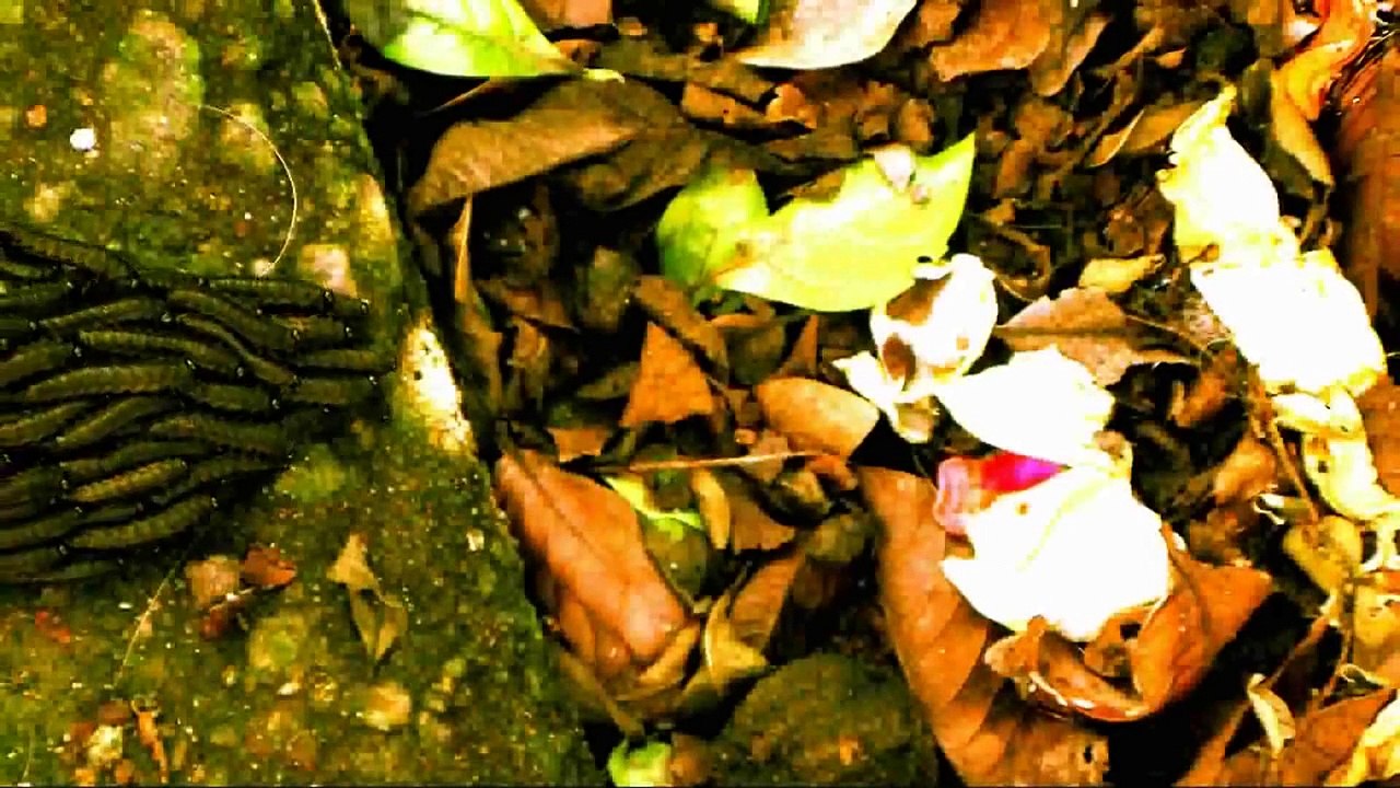 FILME Mito da Caverna Platão - OLHAR PRA VER - Celso Lira - Filosofia Verdade Socrates