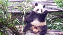 Chengdu, China: Giant panda (Zhen Qiao) eating bamboo (1 of 13)