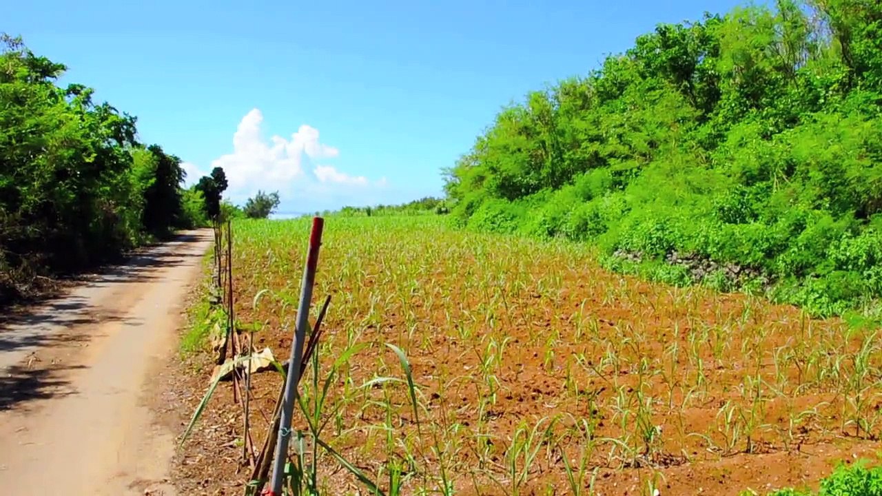 種子島探検記　秒速5センチメートルの旅