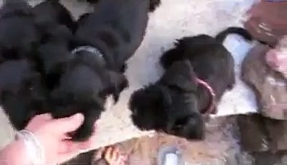 7 week old Miniature Schnauzer puppies