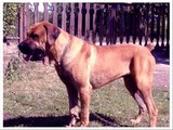 Srpski Odbrambeni Pas (serbian defence dog)