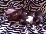 Shih Tzu Puppies Just Born