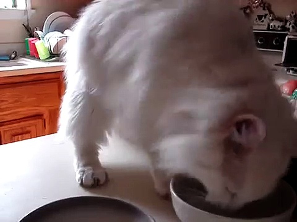 cat does Michael Jackson moonwalk for water