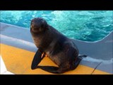 Northern Fur Seals Water Acrobatics - The Marine Mammal Center