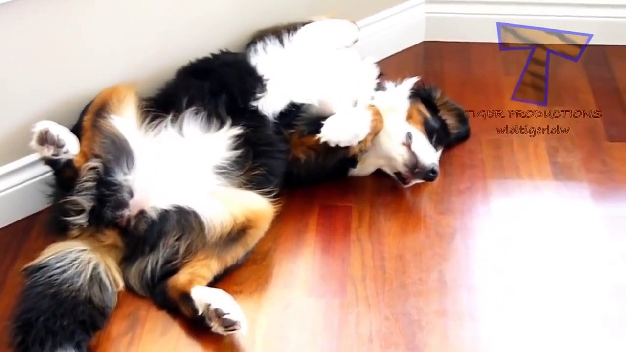 les chats et les chiens qui dorment dans les positions drôle  compilation drôle danimal