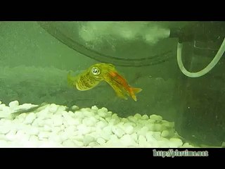 アオリイカ捕食シーン　Ⅰ　金魚を襲う