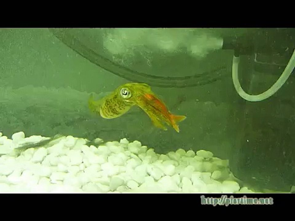 アオリイカ捕食シーン　Ⅰ　金魚を襲う