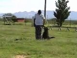 Rottweiler obedience
