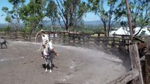 Jineteo de yegua, Manganas a pie y a caballo Charreada 2011 SALVATIERRA GUANAJUATO