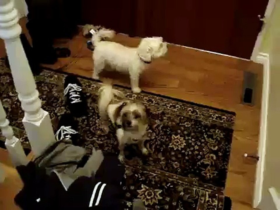 Three dogs crying