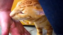 Catnip and a fight - Oriental Siamese Cats