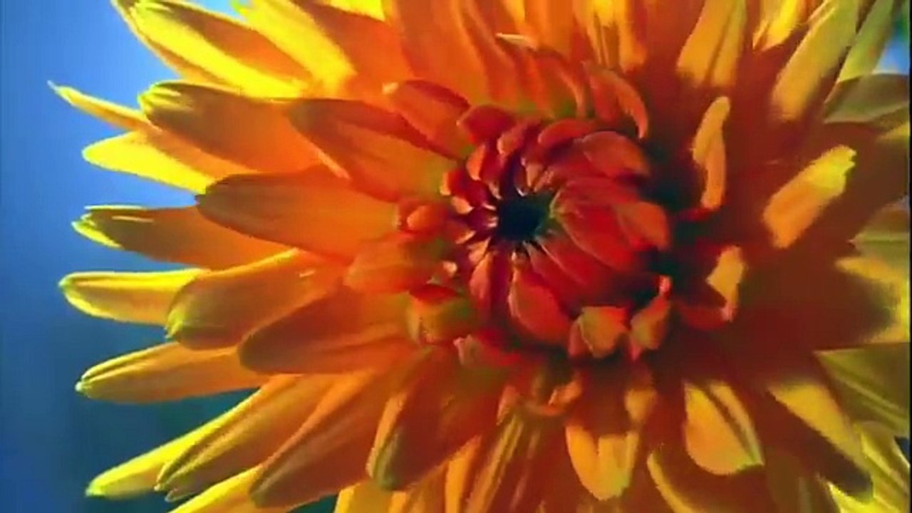 Ayahuasca - Dr Gabor Mate