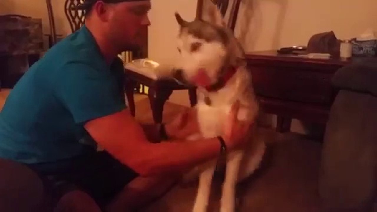 This Dog Accidentally Ingested Marijuana And Got Higher Than You'll Ever Be