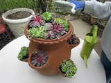 How to Plant a Succulent Strawberry Pot