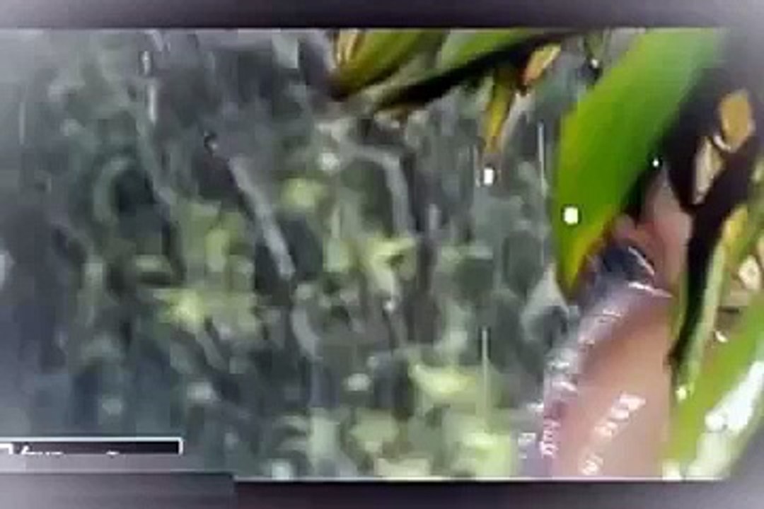 Nargis Hot Mujra 2015