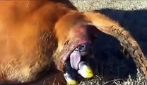 Horses giving birth compilation | animals giving  birth videos | animals give birth 2014
