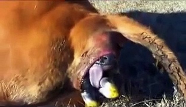 Horses giving birth compilation | animals giving birth videos | animals give birth 2014
