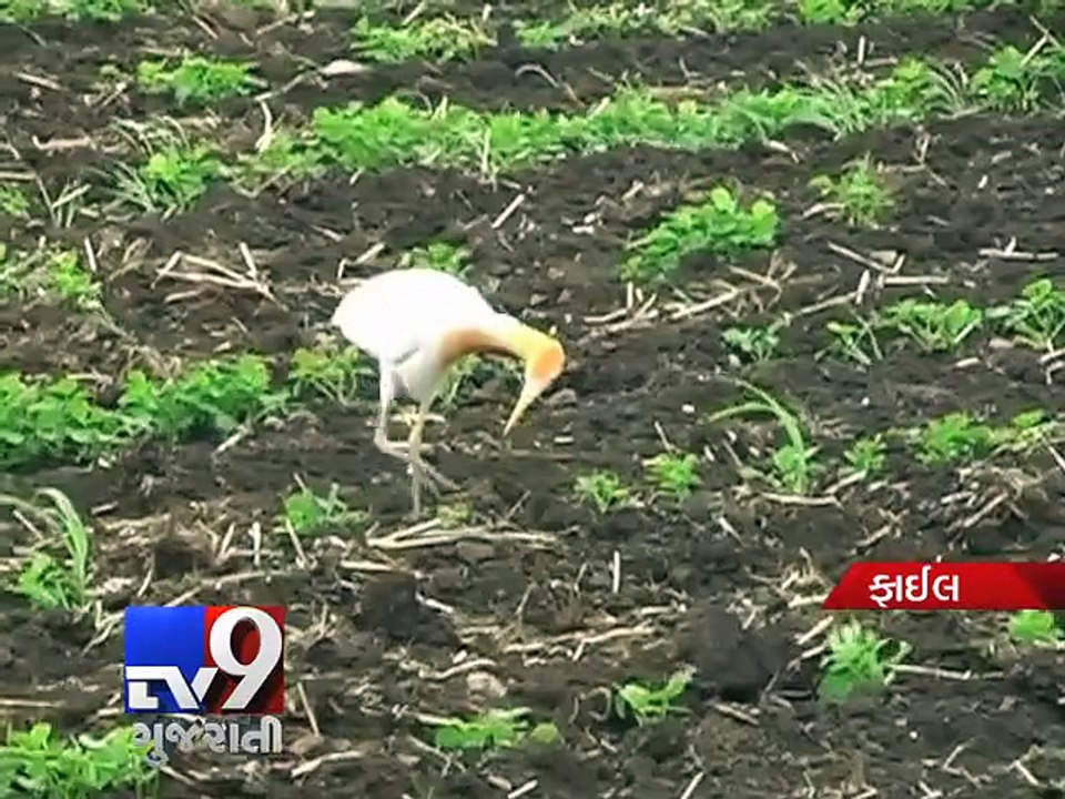 Delayed Monsoon Gujarat government comes up with new plan for farmers - Tv9 Gujarati