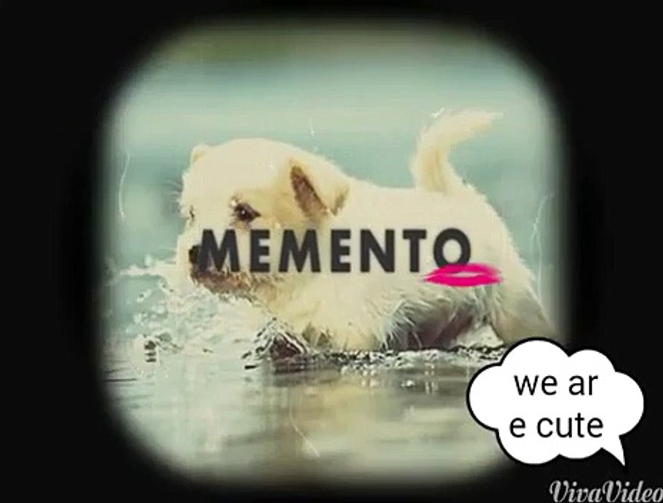 Cute animals
