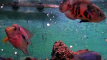 Flowerhorn vs Oscar fight - Astronot - aquarium akvaryum kavga 360 lt