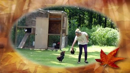 动物攻击动物暴徒集锦 20150701 飞燕传媒 Animal mob funny When Animals Attack Compilation