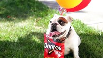 Top 15 Dogs Doritos 'Crash the Super Bowl' commercials.