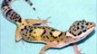 Más de 40 fases Gecko Leopardo 