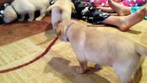 MALE Purebred Yellow Labrador Retriever Puppies - 4 1/2 weeks old