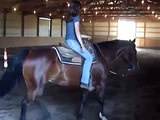 Western Pleasure show horse for sale $6,500 ( Northeast Ohio)
