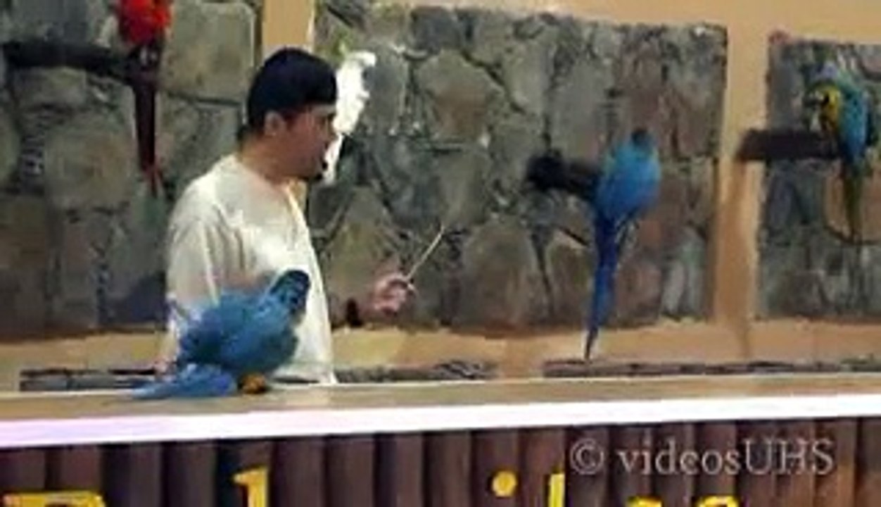 parrot