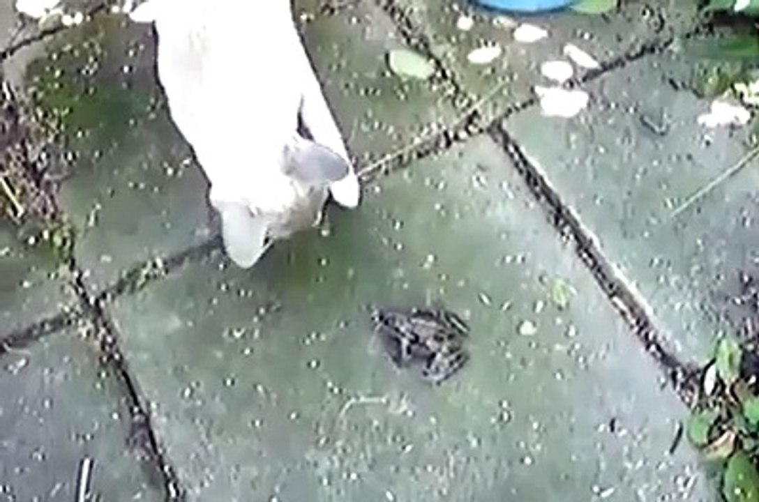 frogs vs. cats