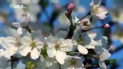 Wild Japan National Geographic Nature Documentary