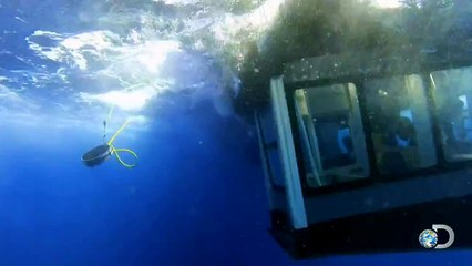 Sharks Love Death Metal! | Shark Week 2015