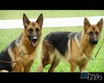 TV JF Pets - Exposição de cães Pastores Alemães