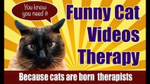 Funny Cat Videos Therapy 5_ Video Compilation of Funny Cats Fighting Mirrors-copypasteads.com