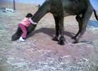 Baby and camel Funy Videos